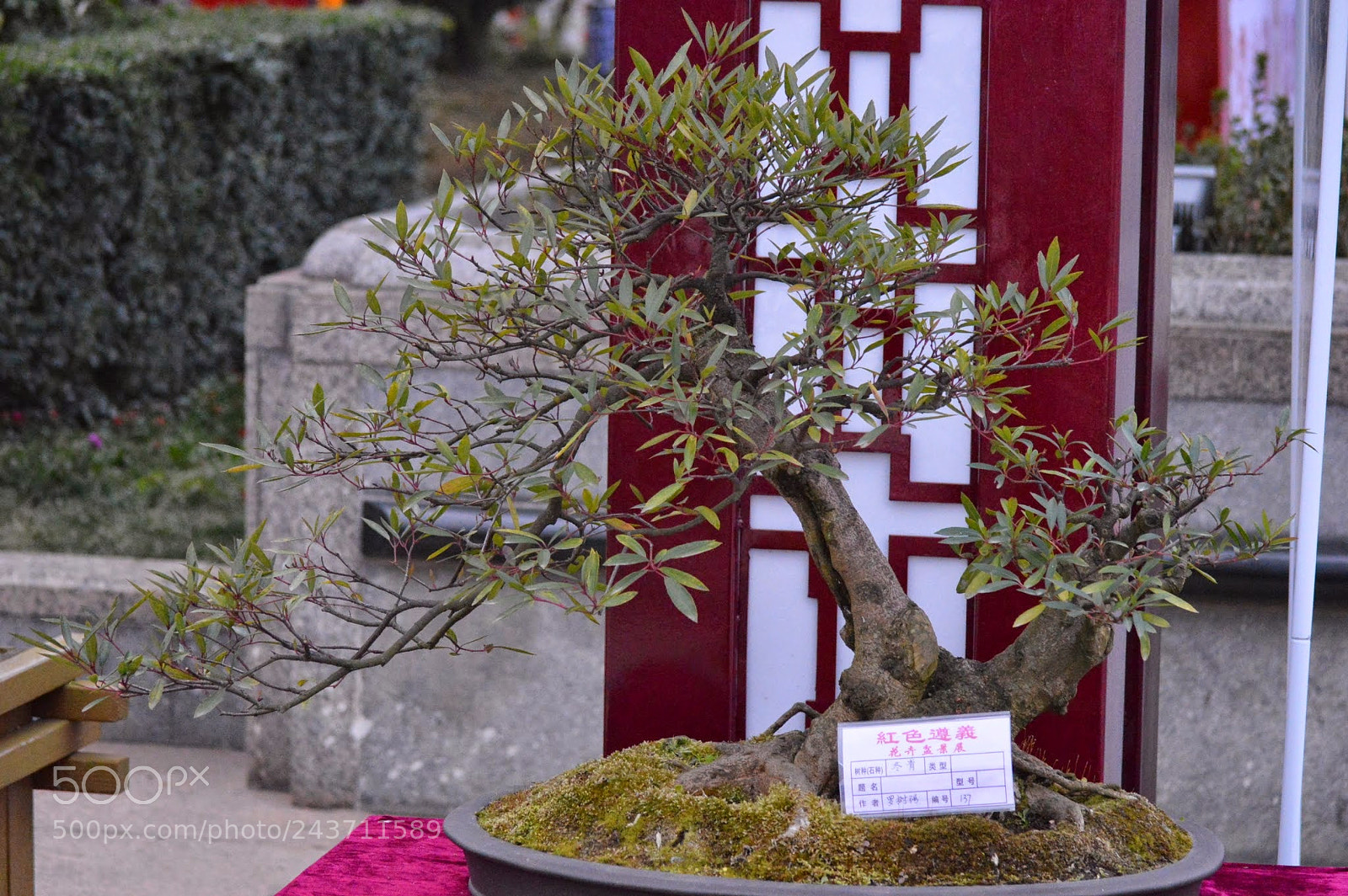 Nikon D3200 sample photo. The people of zunyi photography
