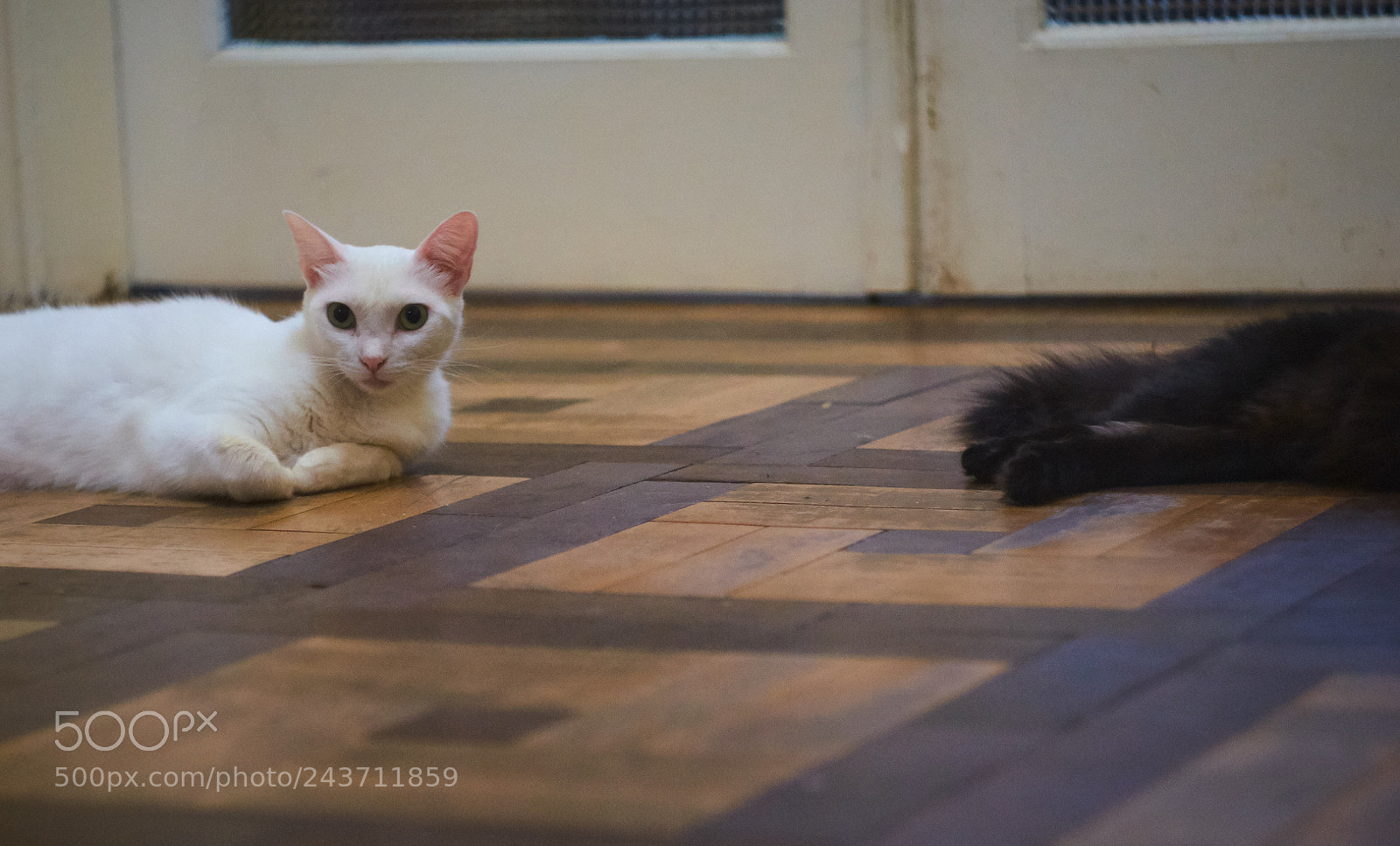 Fujifilm X-T10 sample photo. Cat in half photography