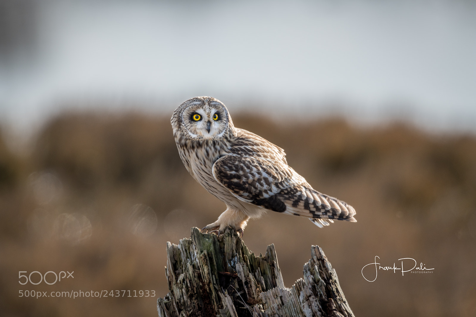 Nikon D850 sample photo. Short-eared owl (asio flammeus) photography