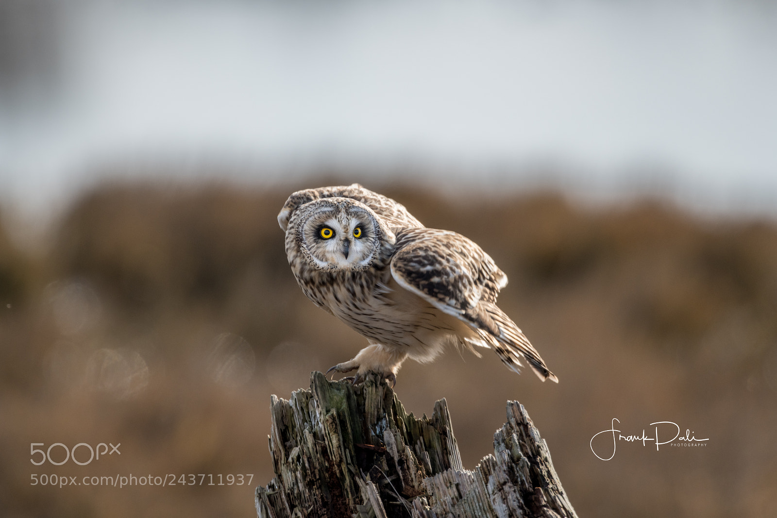 Nikon D850 sample photo. Short-eared owl (asio flammeus) photography