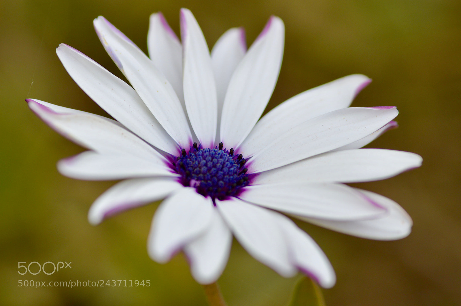 Nikon D3200 sample photo. Flor photography