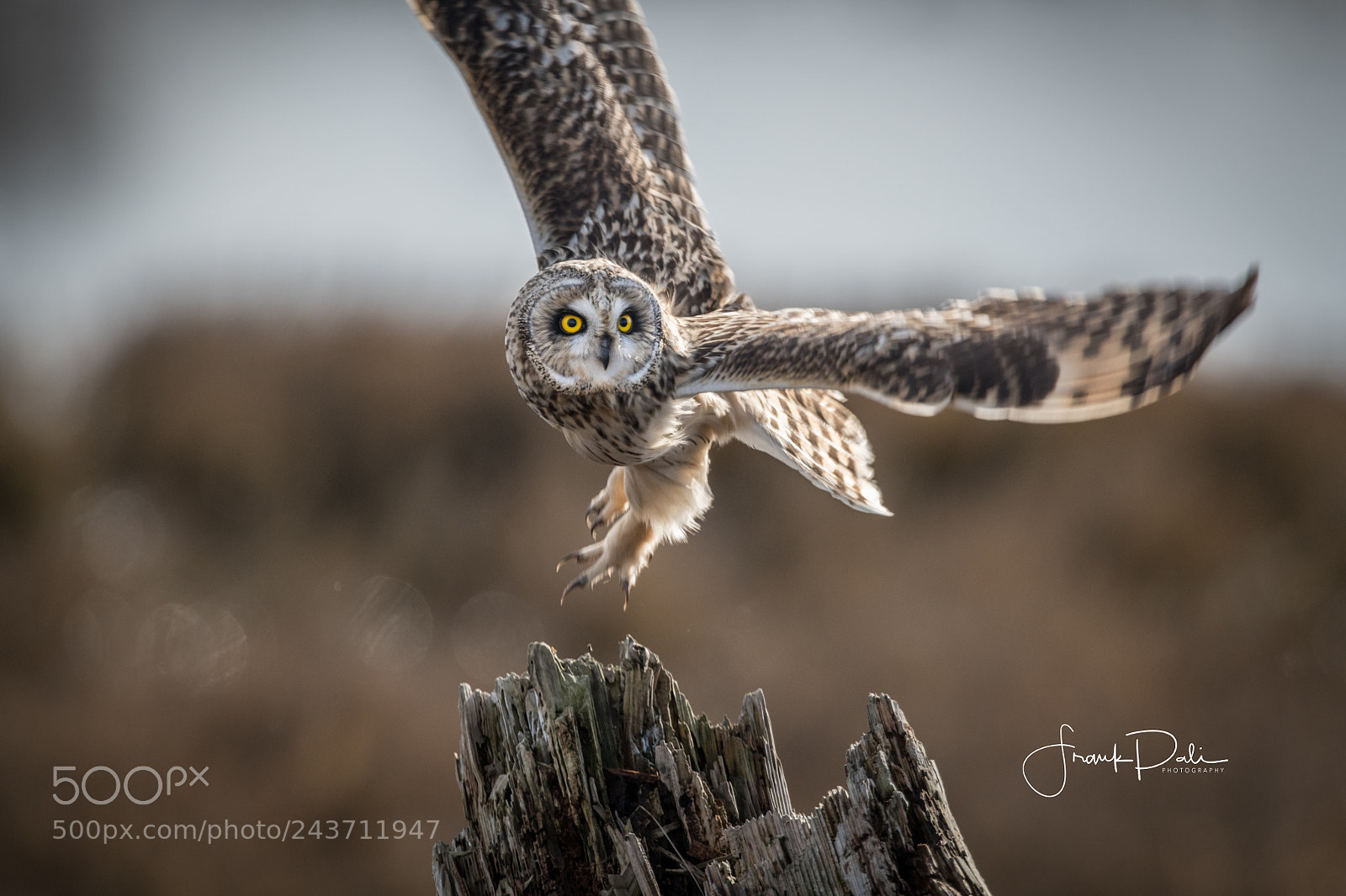 Nikon D850 sample photo. Short-eared owl (asio flammeus) photography