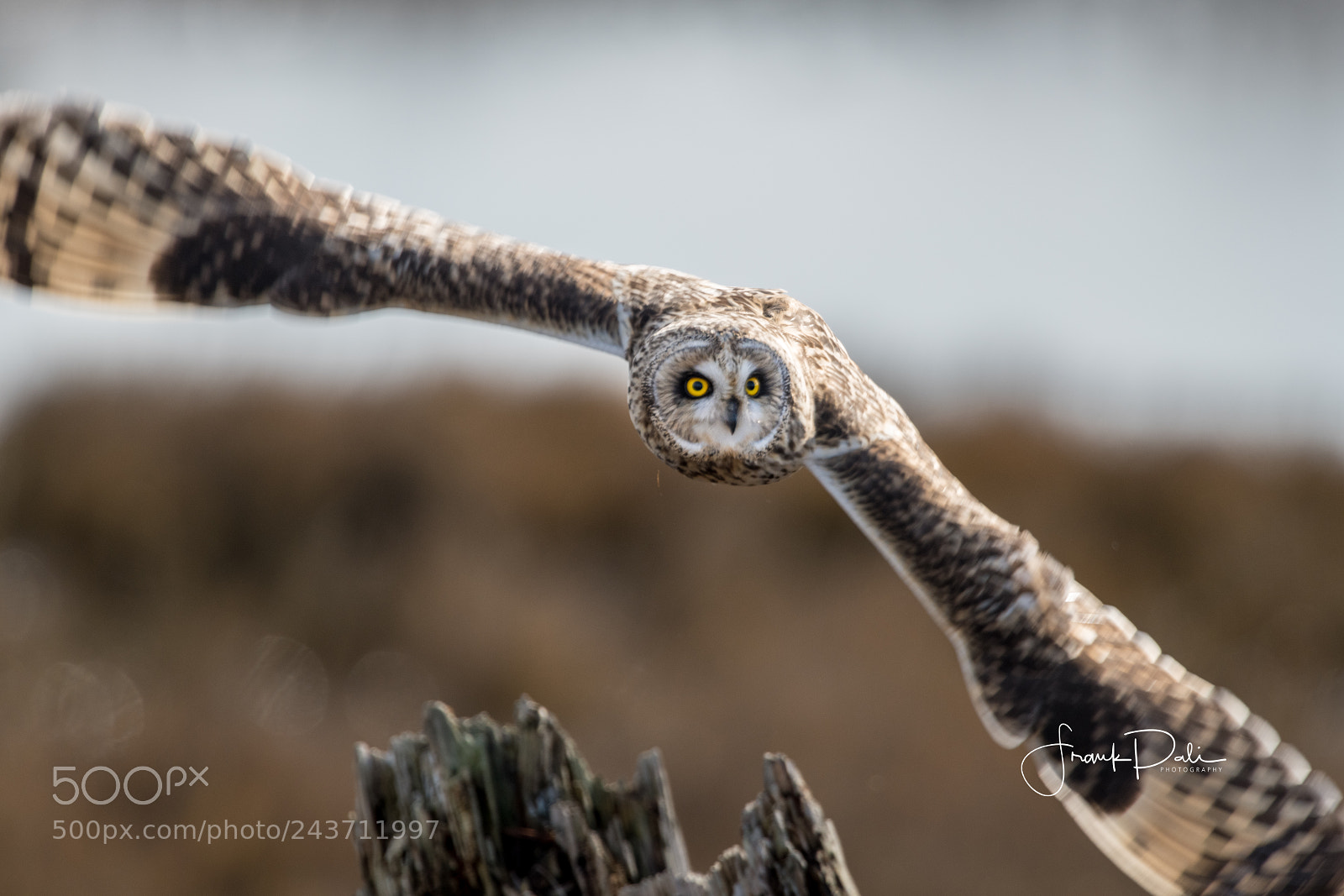Nikon D850 sample photo. Short-eared owl (asio flammeus) photography