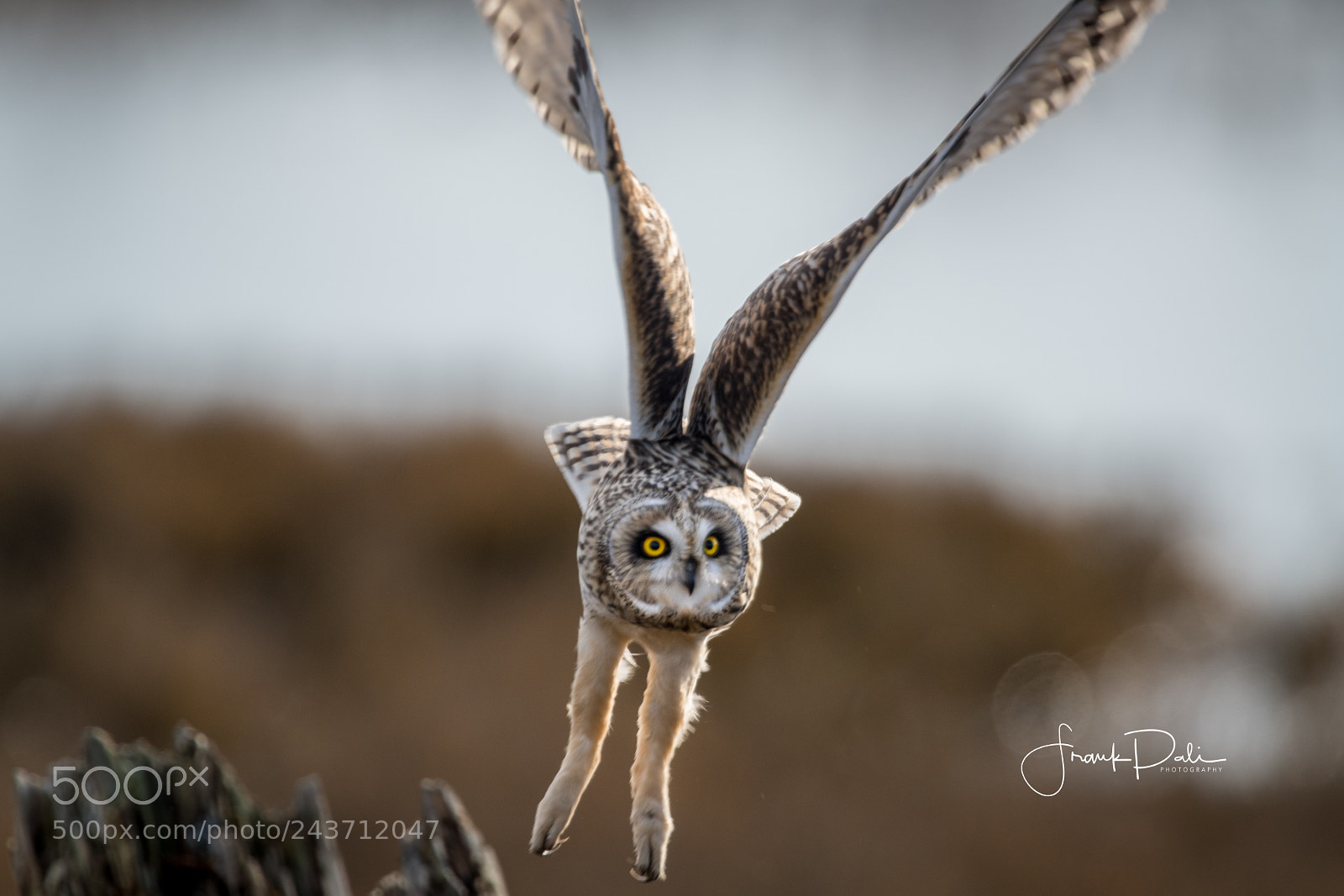 Nikon D850 sample photo. Short-eared owl (asio flammeus) photography