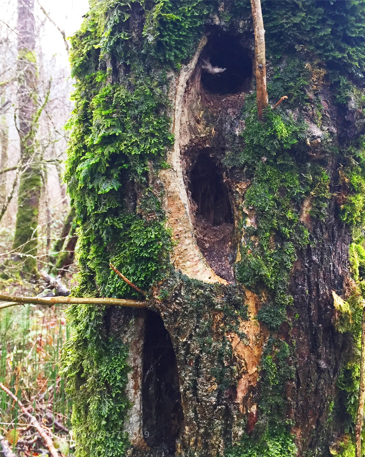 Apple iPhone 6 sample photo. Tree.  oregon photography