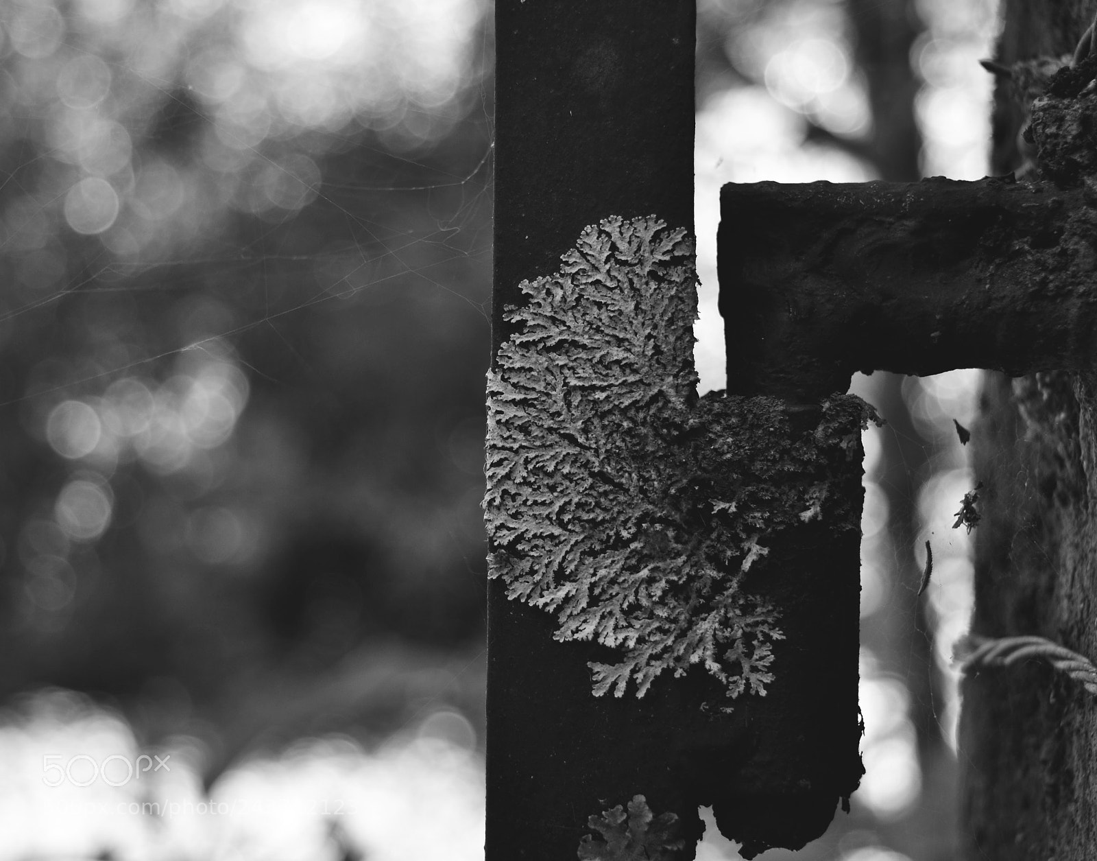 Nikon D3100 sample photo. Untitled photography