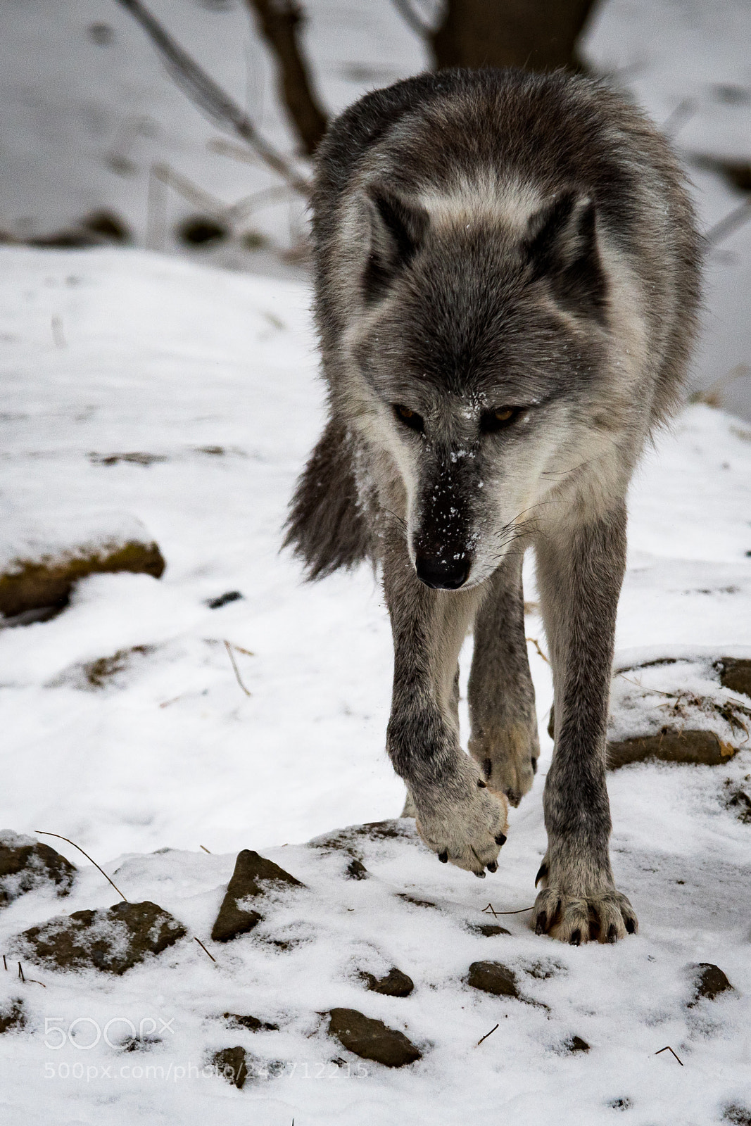 Nikon D500 sample photo. Gray wolf photography