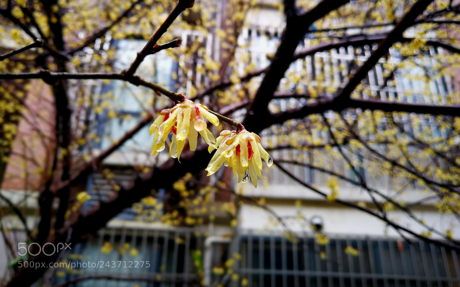 HUAWEI P10 Plus sample photo. 随拍 photography