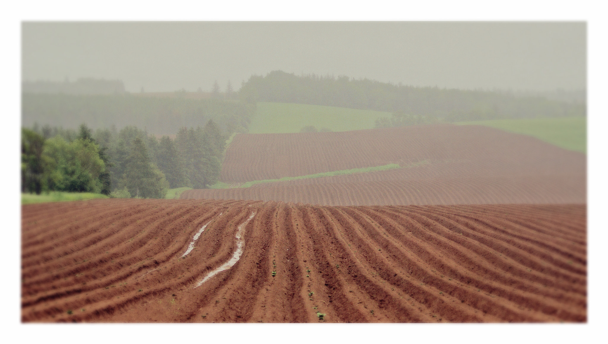 Sony 75-300mm F4.5-5.6 sample photo. Red rows photography