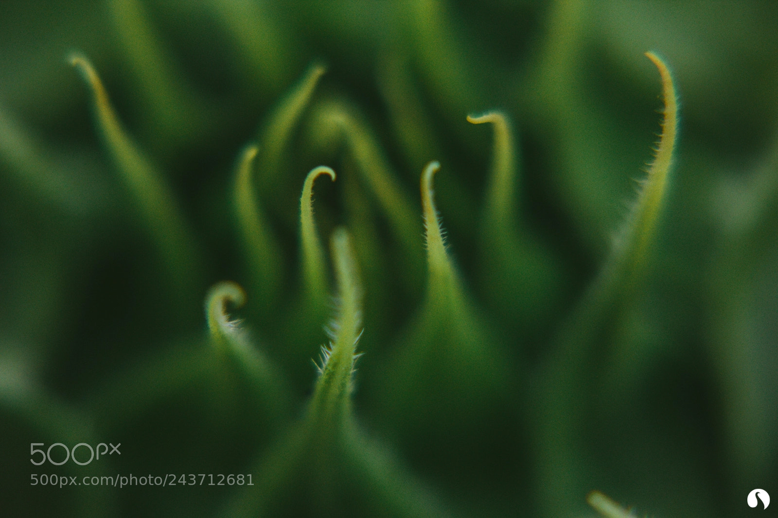 Canon EOS 60D sample photo. Curl photography