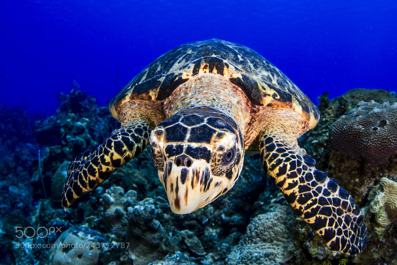 Nikon D800 sample photo. Turtle photography