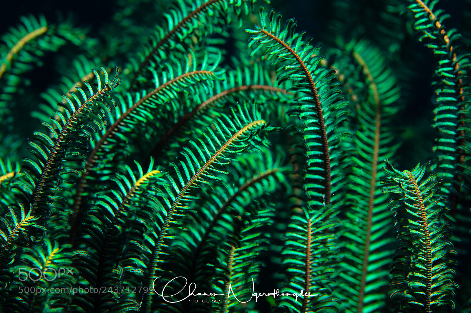 Canon EOS 5DS R sample photo. Crinoid - feather stars photography