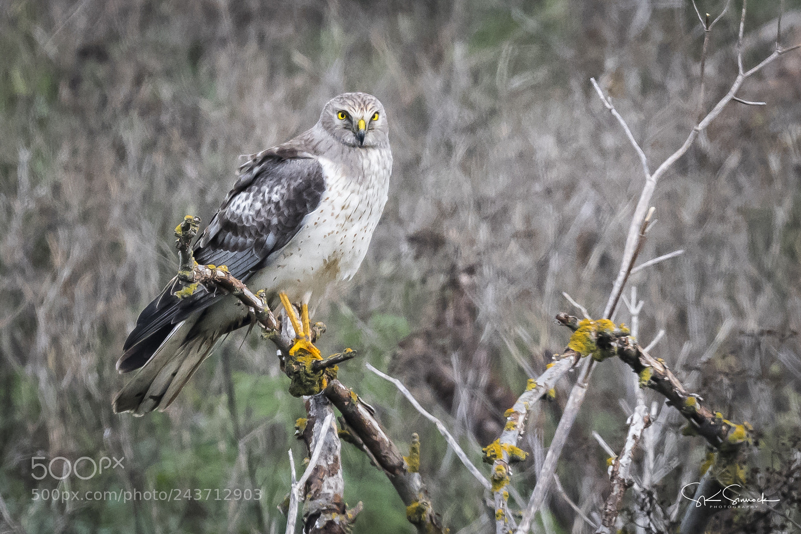 Nikon D850 sample photo. Male northern harrier photography