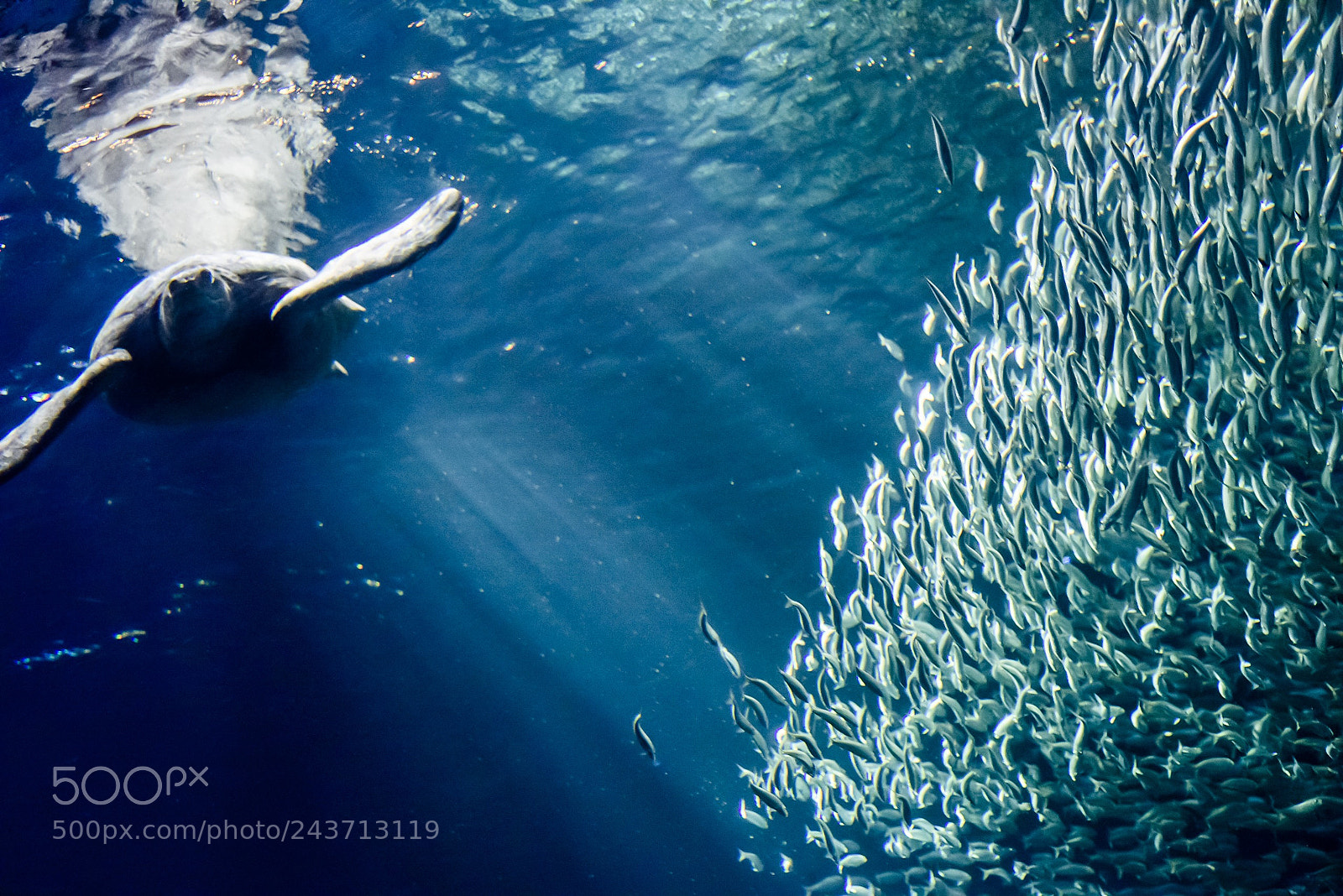 Nikon D810 sample photo. Flying in the ocean photography
