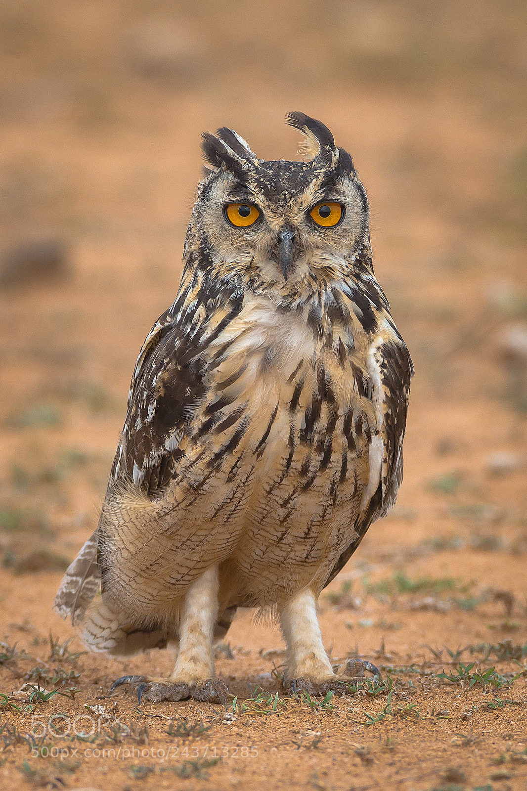 Canon EOS-1D X sample photo. Indian eagle owl photography