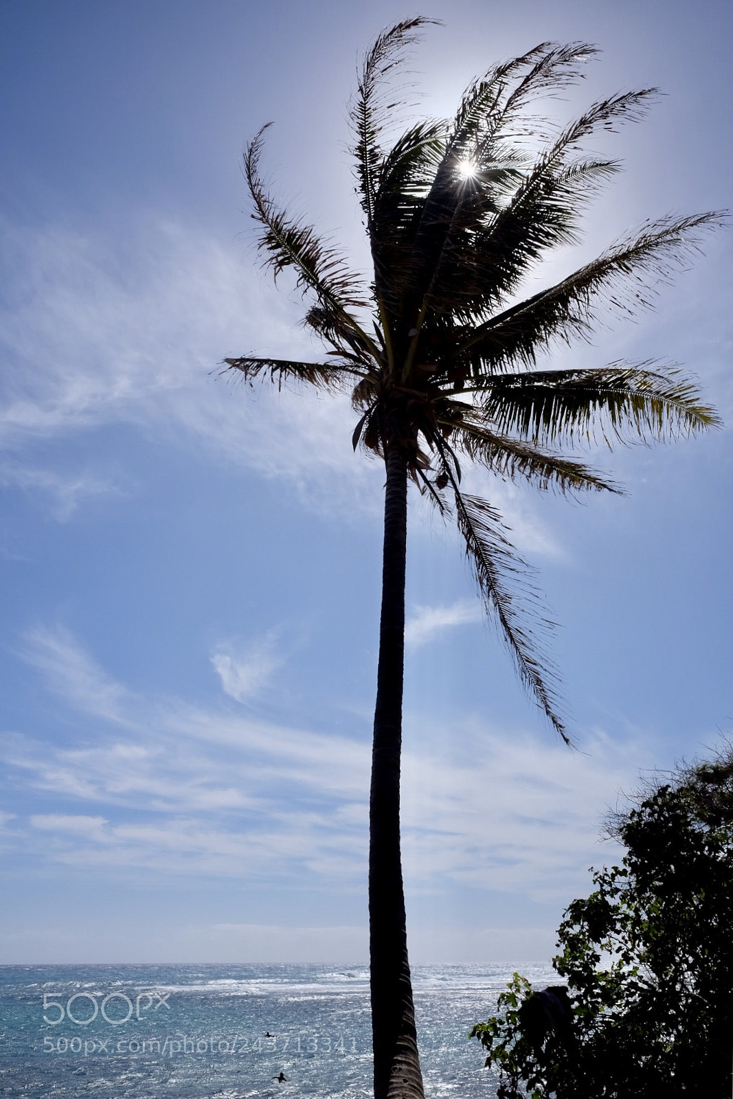 Fujifilm X70 sample photo. Palm tree on the photography