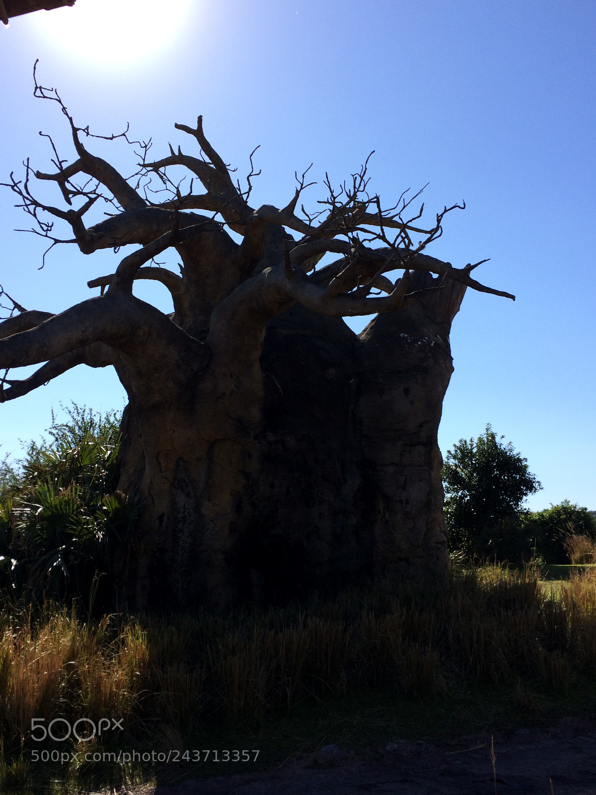 Apple iPhone 5s sample photo. The upside down tree photography