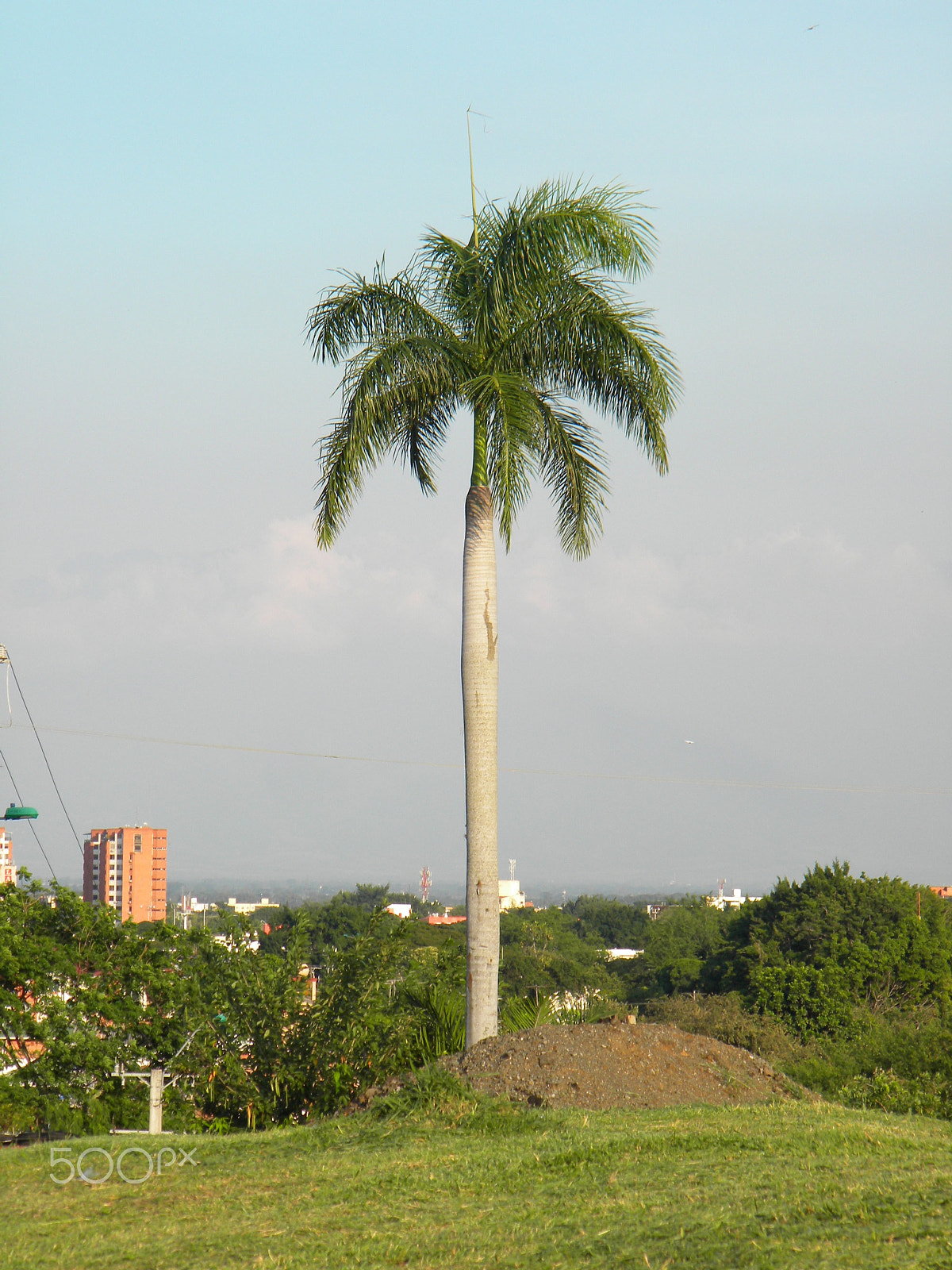 Nikon Coolpix L100 sample photo. Palm photography