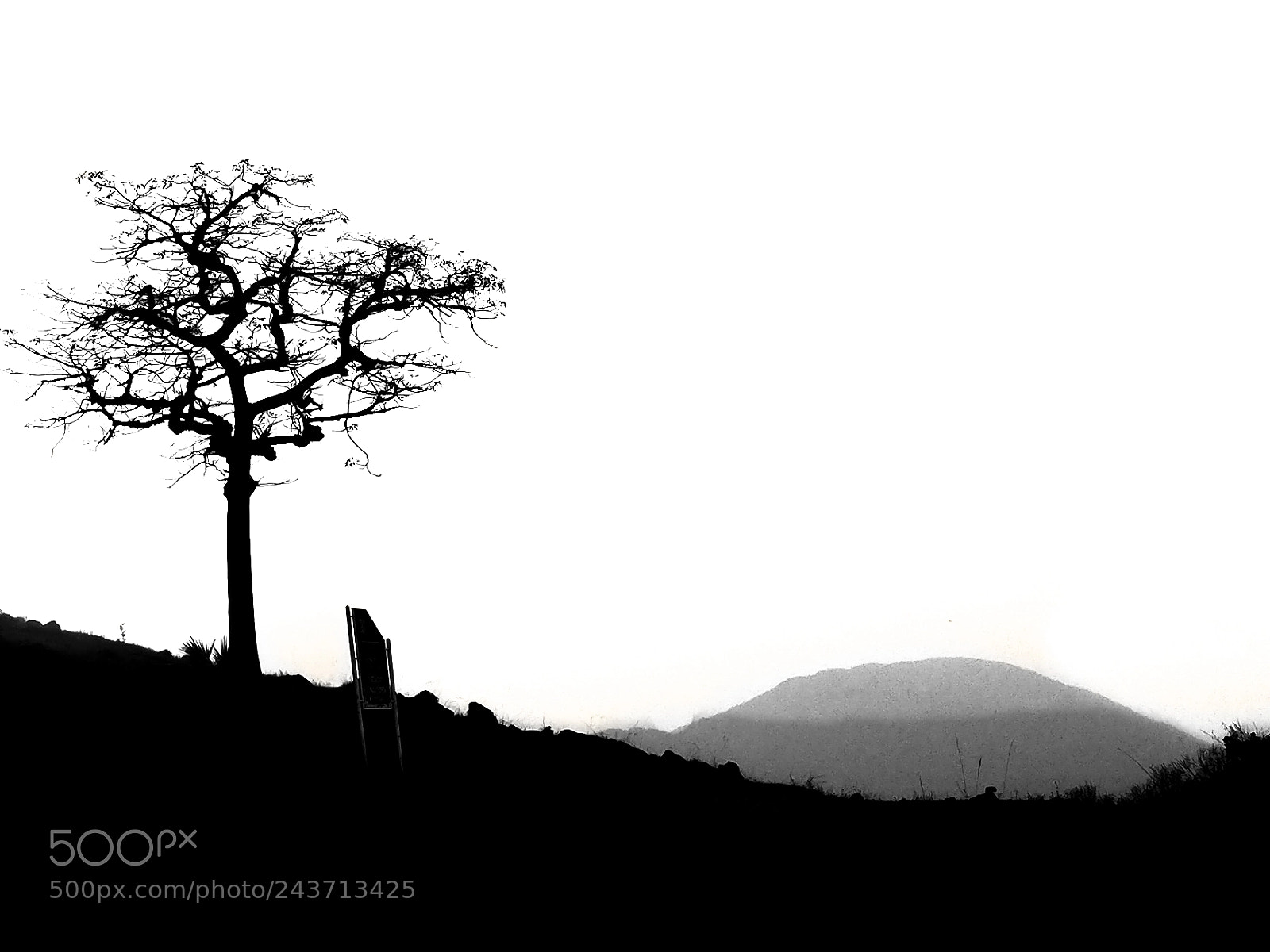 OnePlus A3003 sample photo. The lonely tree photography