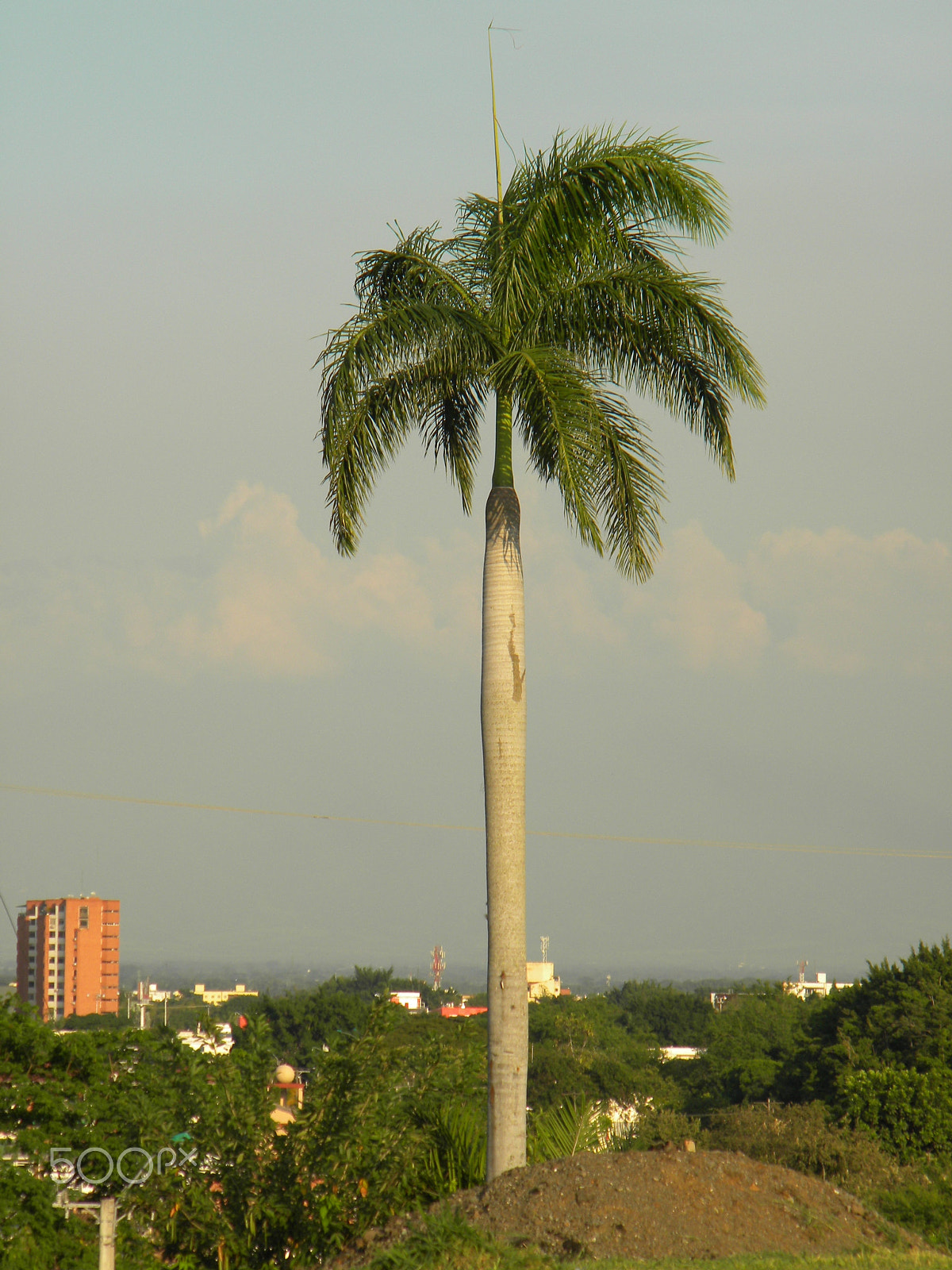 Nikon Coolpix L100 sample photo. Palm photography