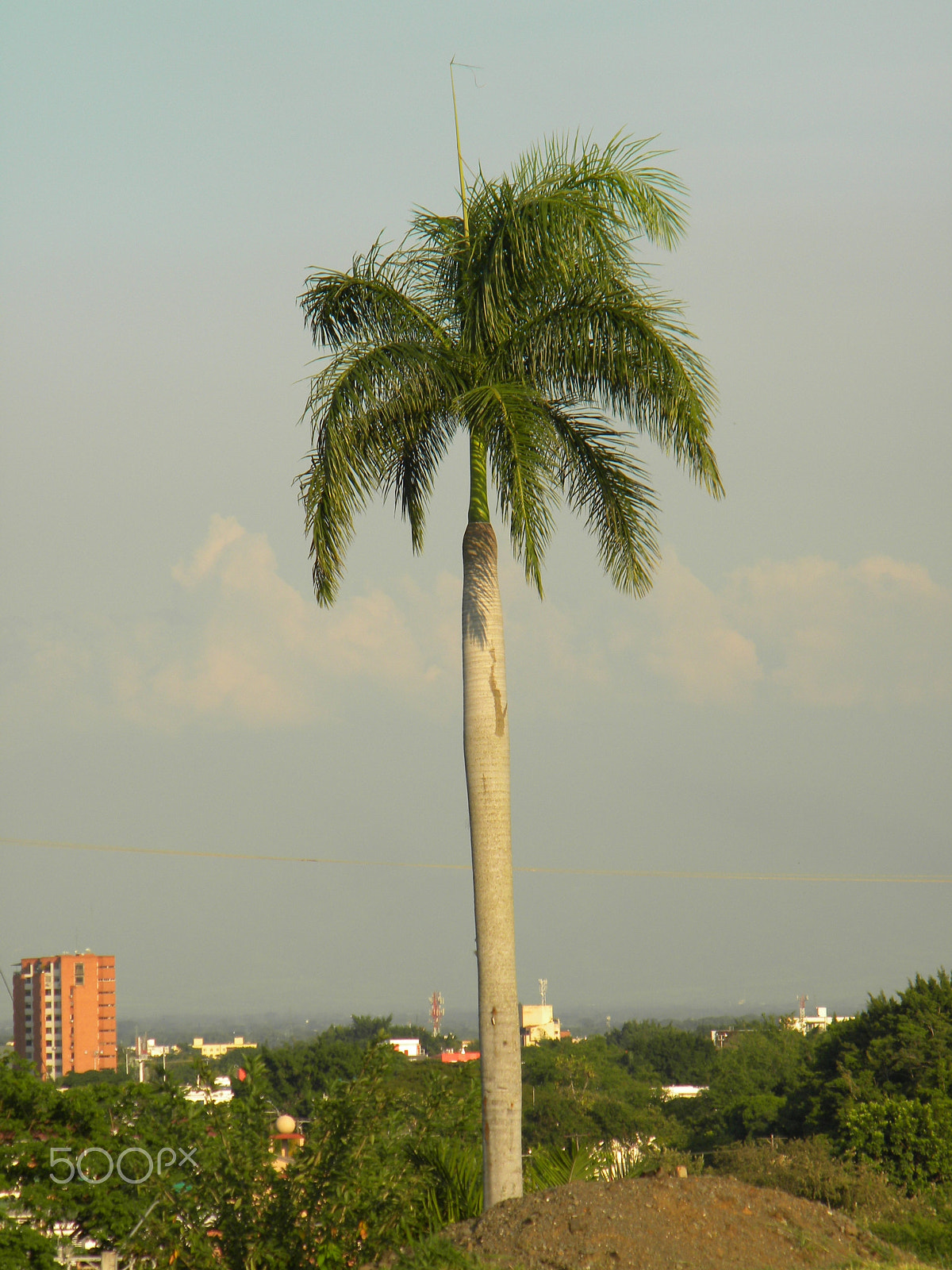 Nikon Coolpix L100 sample photo. Palm photography