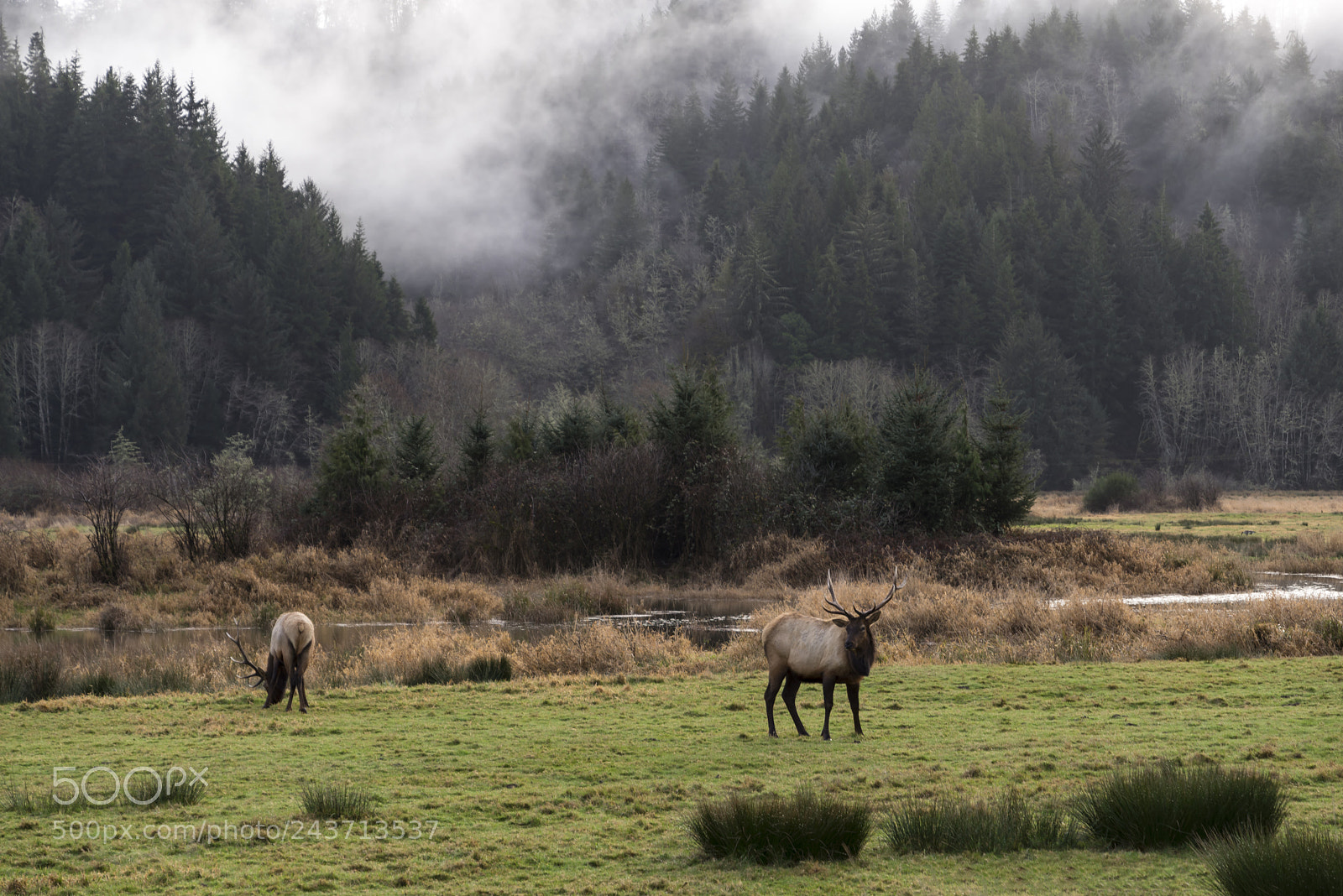 Pentax K-1 sample photo. Meadow masters photography