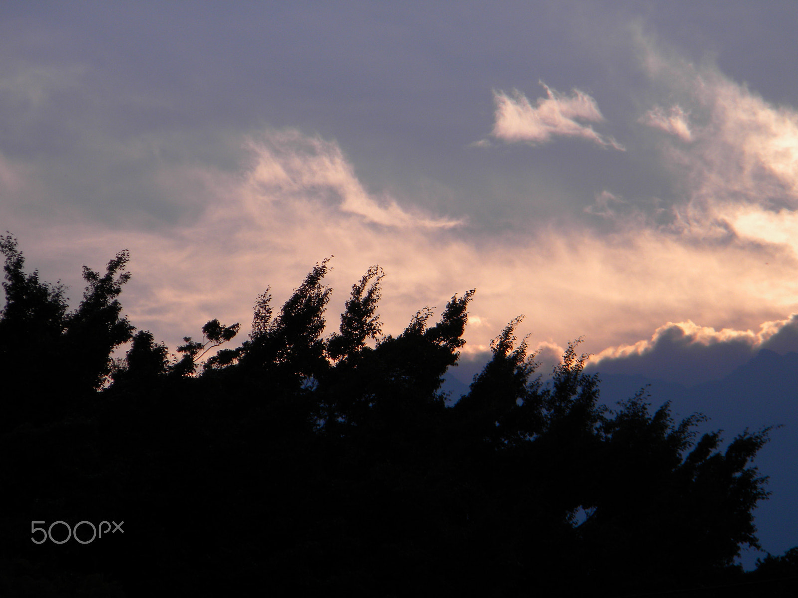 Nikon Coolpix L100 sample photo. Sky and tree photography