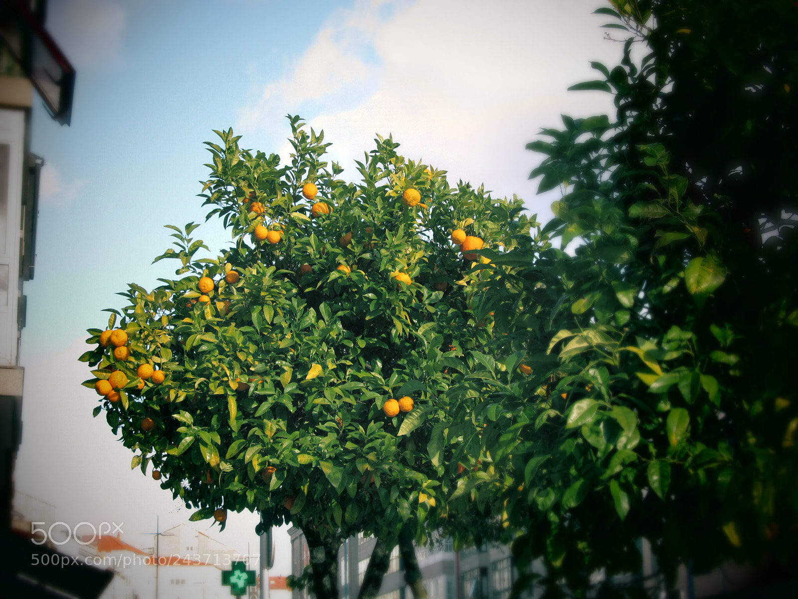 Canon PowerShot SX150 IS sample photo. Applestooranges photography