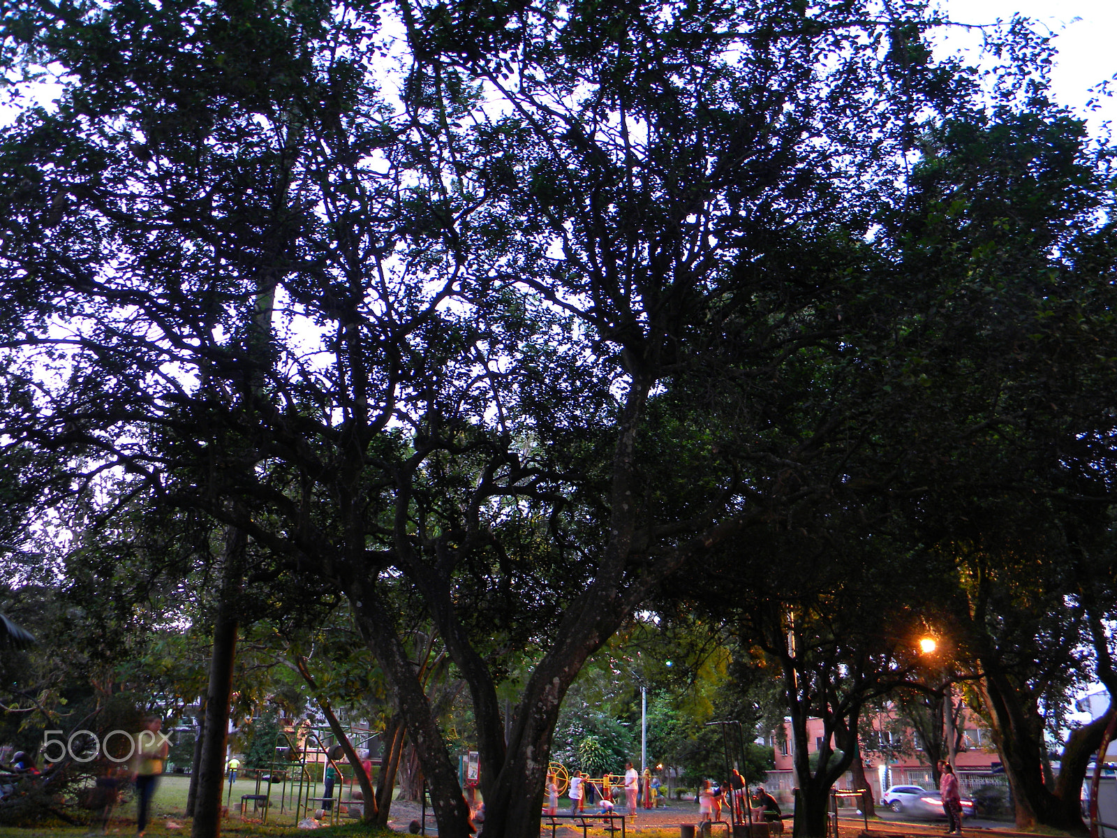 Nikon Coolpix L100 sample photo. Park tree photography