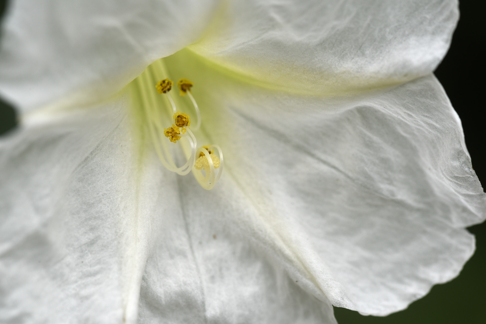 Nikon D750 + Sigma 105mm F2.8 EX DG OS HSM sample photo. 紫茉莉 photography