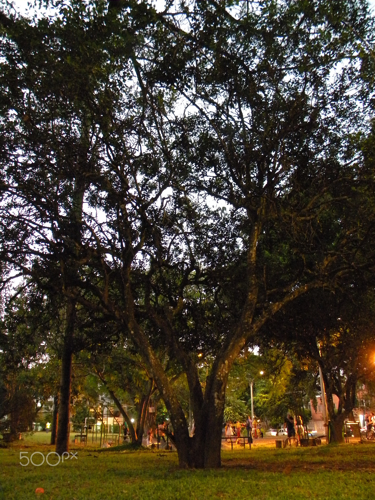 Nikon Coolpix L100 sample photo. Tree park photography