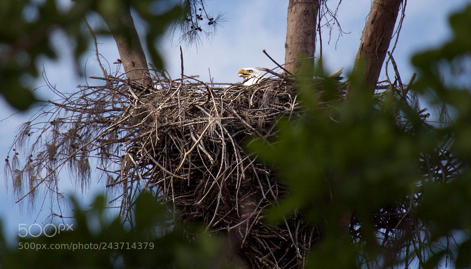 Canon EOS 700D (EOS Rebel T5i / EOS Kiss X7i) sample photo. Marco island eagle photography