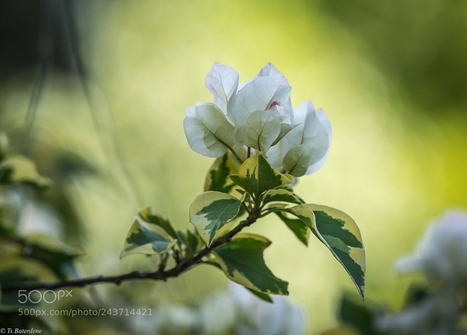 Sony a9 sample photo. Flower photography