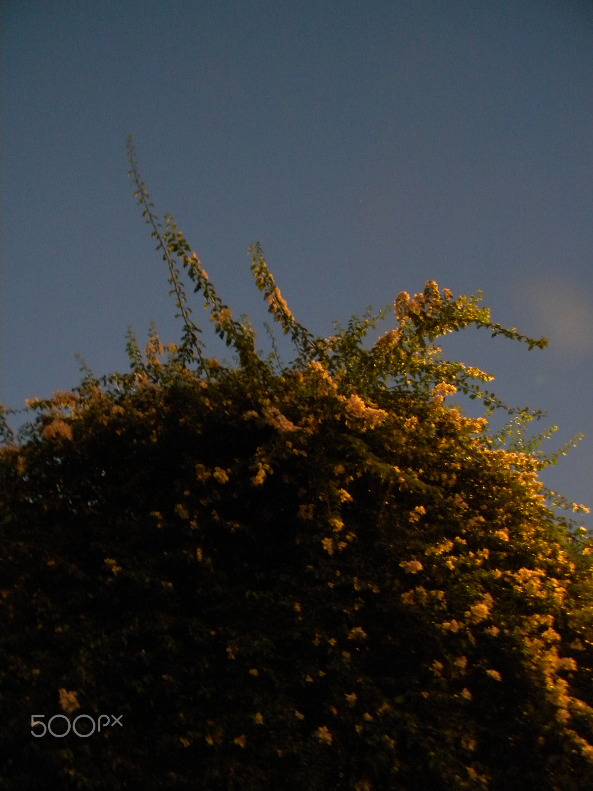 Nikon Coolpix L100 sample photo. Tree flowered photography
