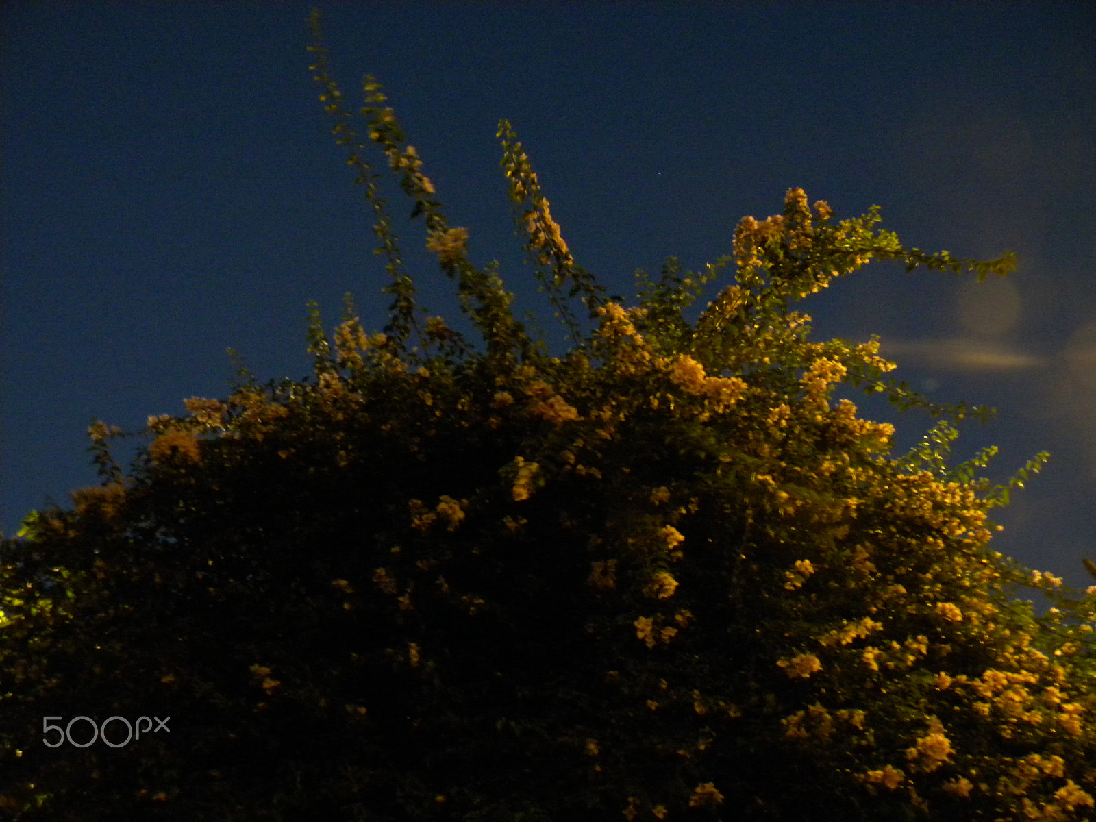 Nikon Coolpix L100 sample photo. Tree flowered photography