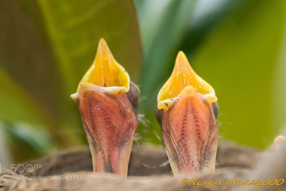 Nikon D810 sample photo. Pitcher plant look-alikes? photography