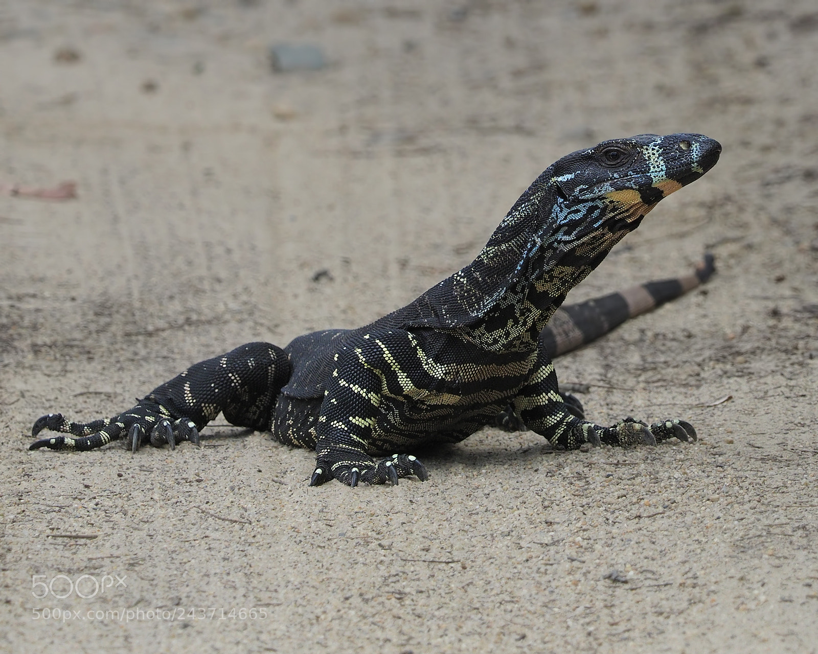 Olympus OM-D E-M1 Mark II sample photo. Goanna (lace monitor) photography