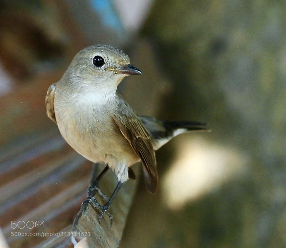 Canon EOS-1D X Mark II sample photo. Asian brown flycatcher. photography
