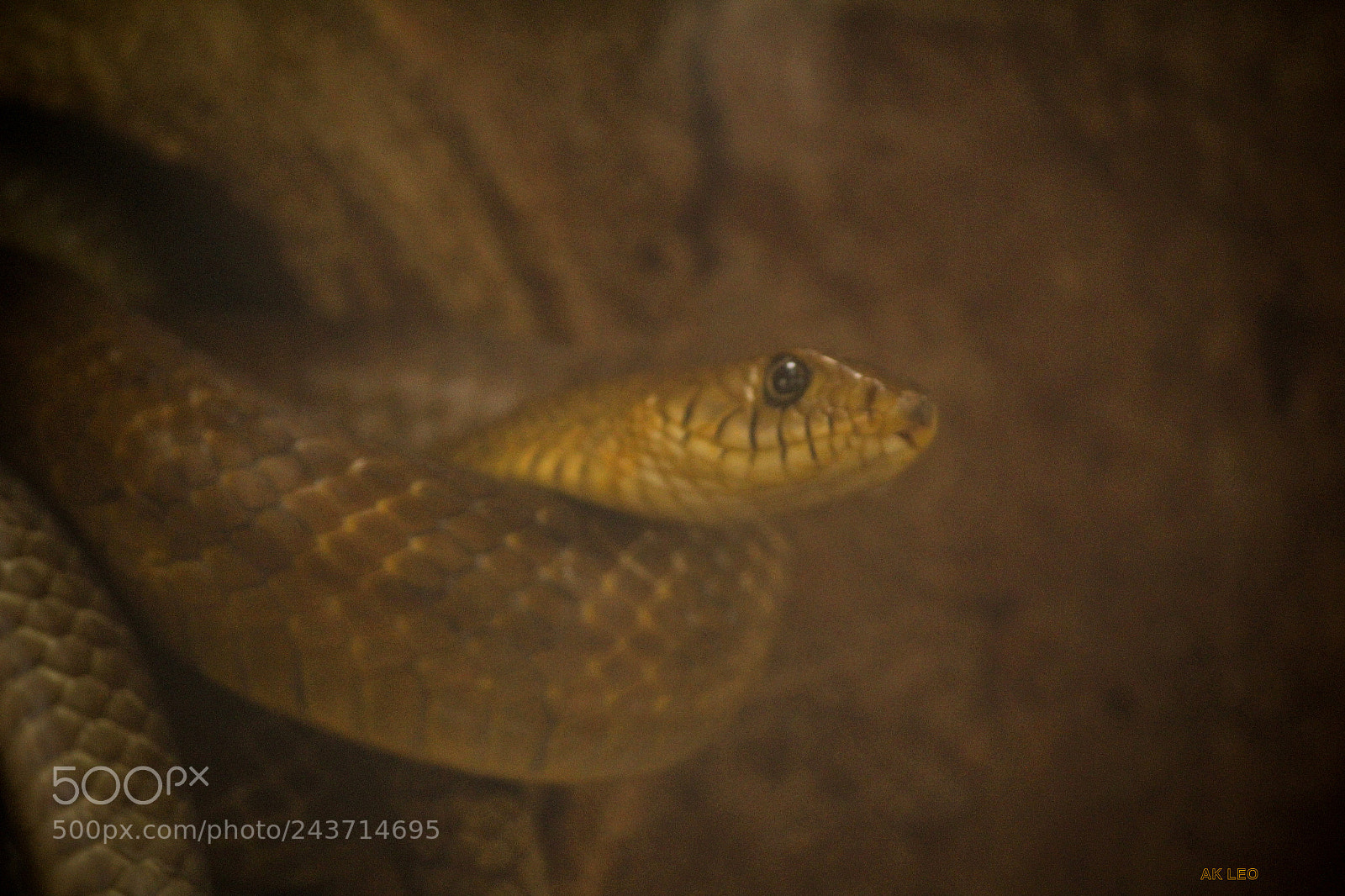 Canon EOS 1300D (EOS Rebel T6 / EOS Kiss X80) sample photo. Snake photography