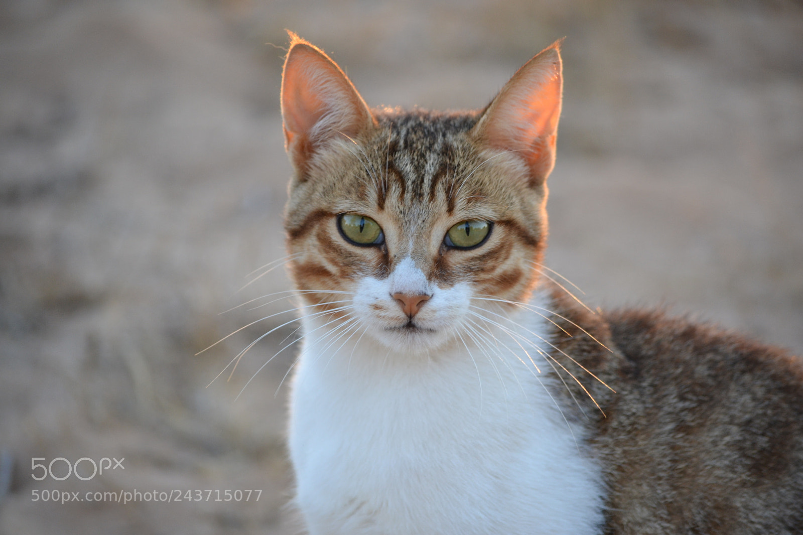 Nikon D3100 sample photo. Cat in sunrise photography