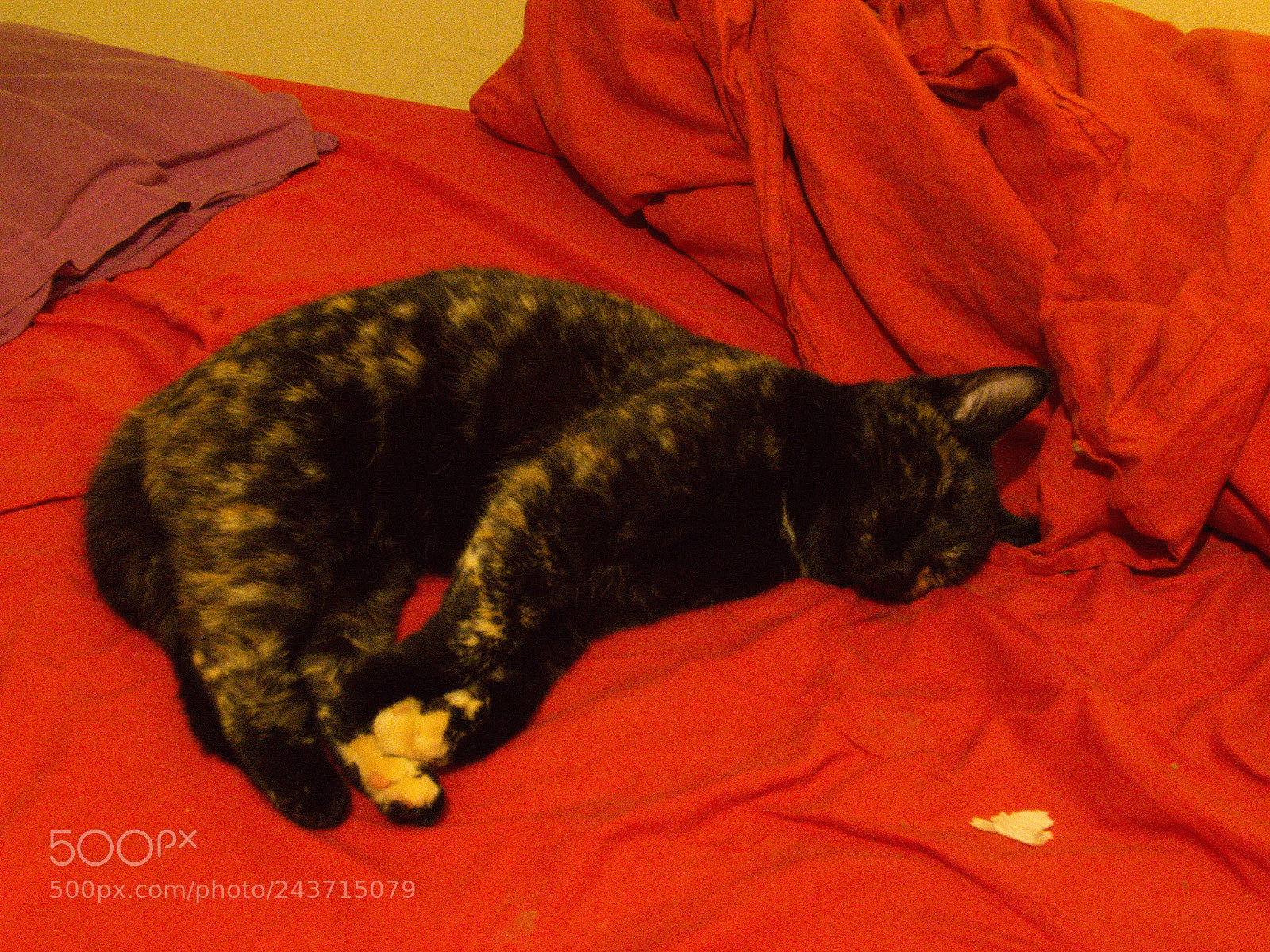 Panasonic Lumix DMC-FZ1000 sample photo. Fff photography