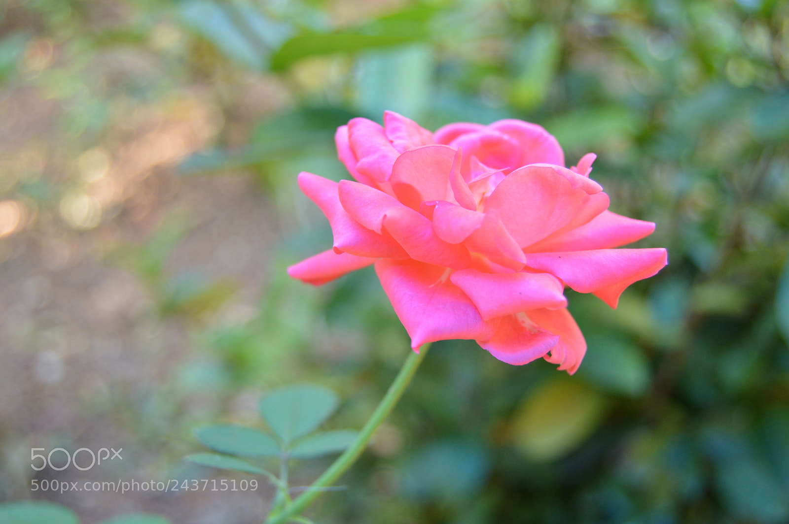 Nikon D3200 sample photo. Full blossom photography