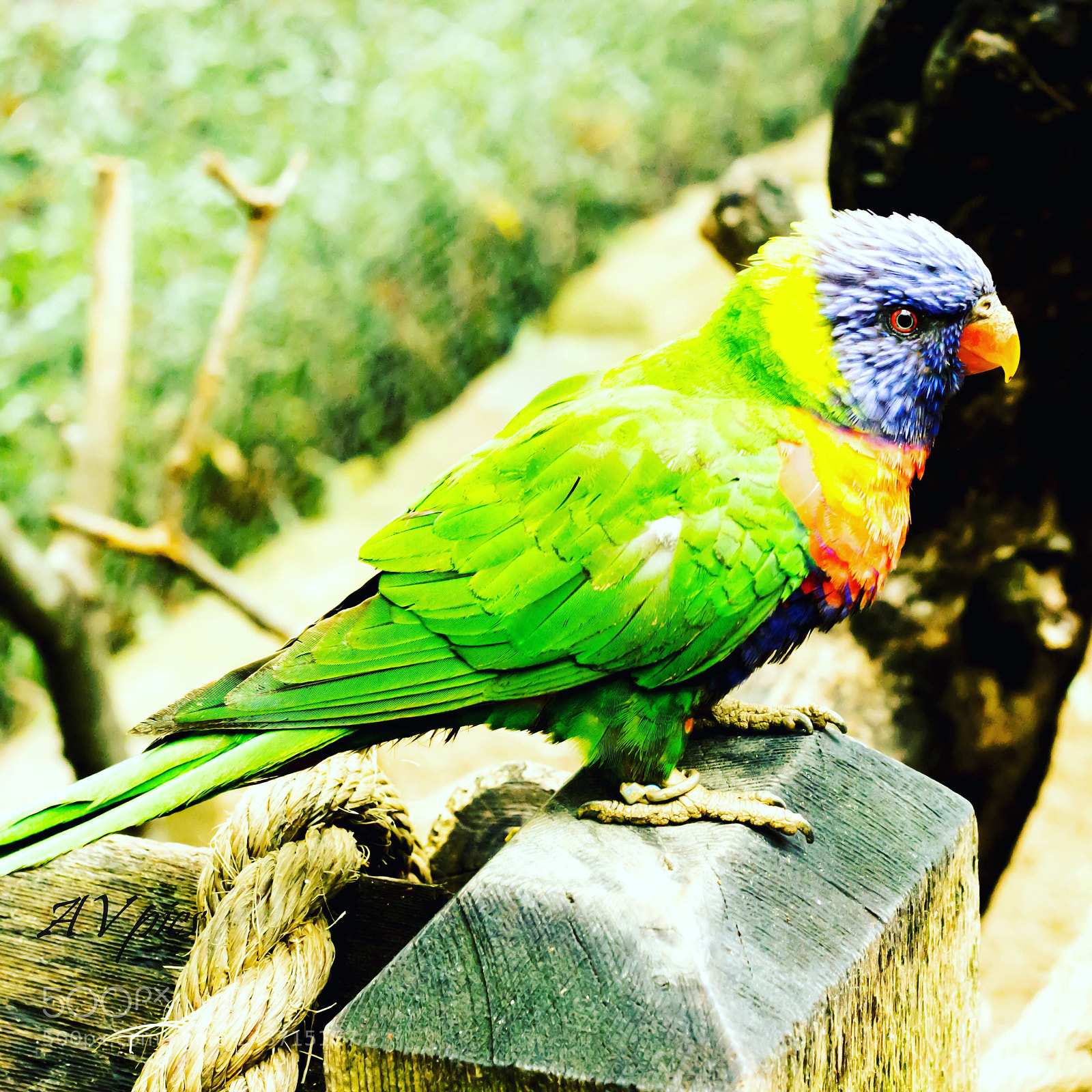 Canon EOS 600D (Rebel EOS T3i / EOS Kiss X5) sample photo. Bird freedom photography