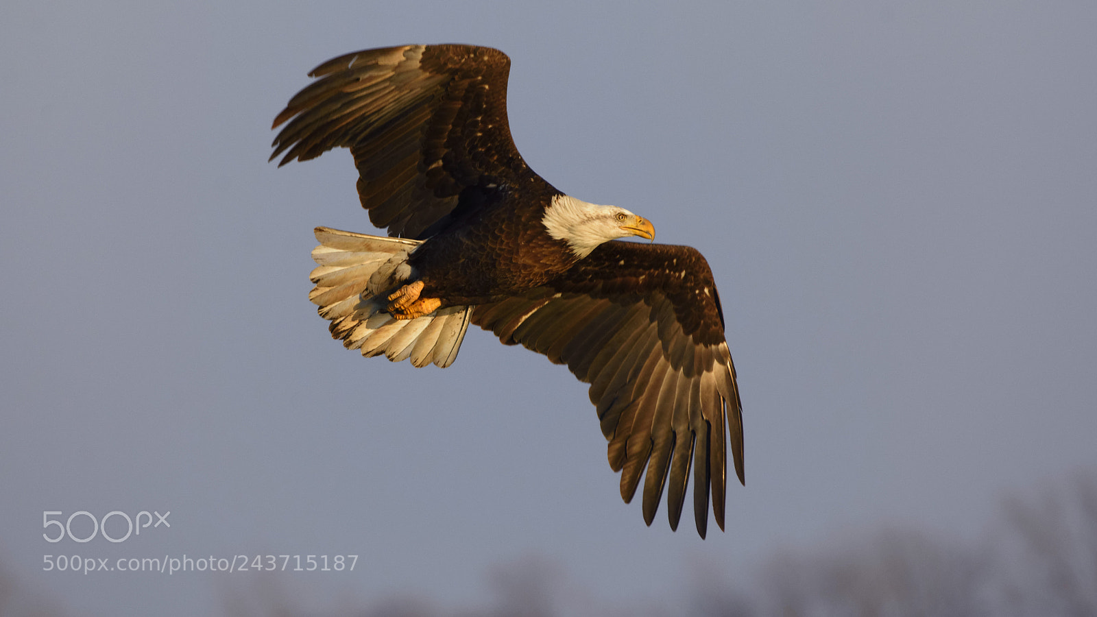 Nikon D7200 sample photo. Flying bald eagle photography