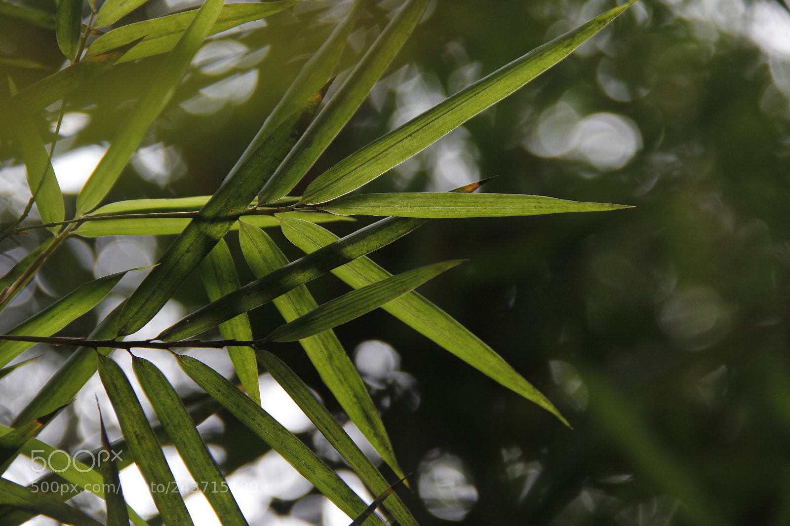 Canon EOS 60D sample photo. The lingering charm photography