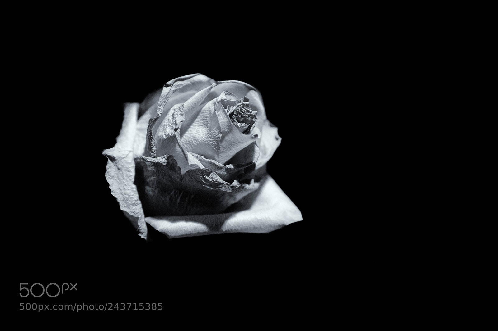 Fujifilm X-T2 sample photo. Dramatic rose photography