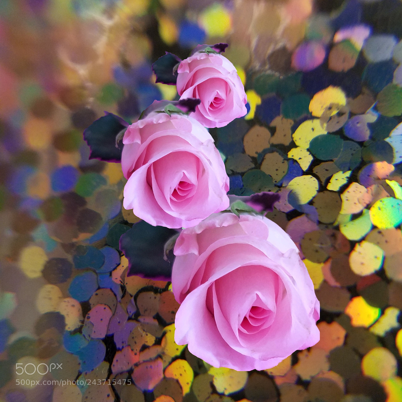 Samsung Galaxy S7 Edge sample photo. Pink roses photography