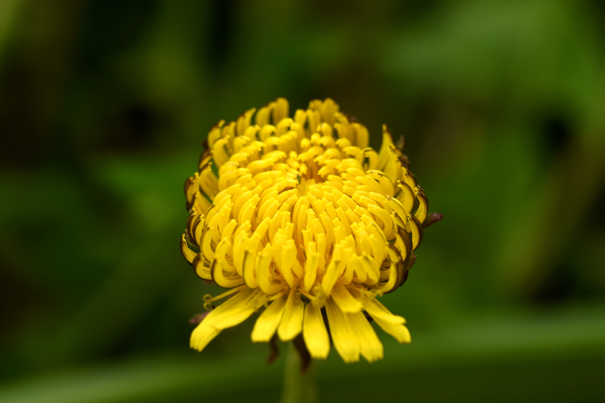 Sigma 105mm F2.8 EX DG OS HSM sample photo. 蒲公英 photography