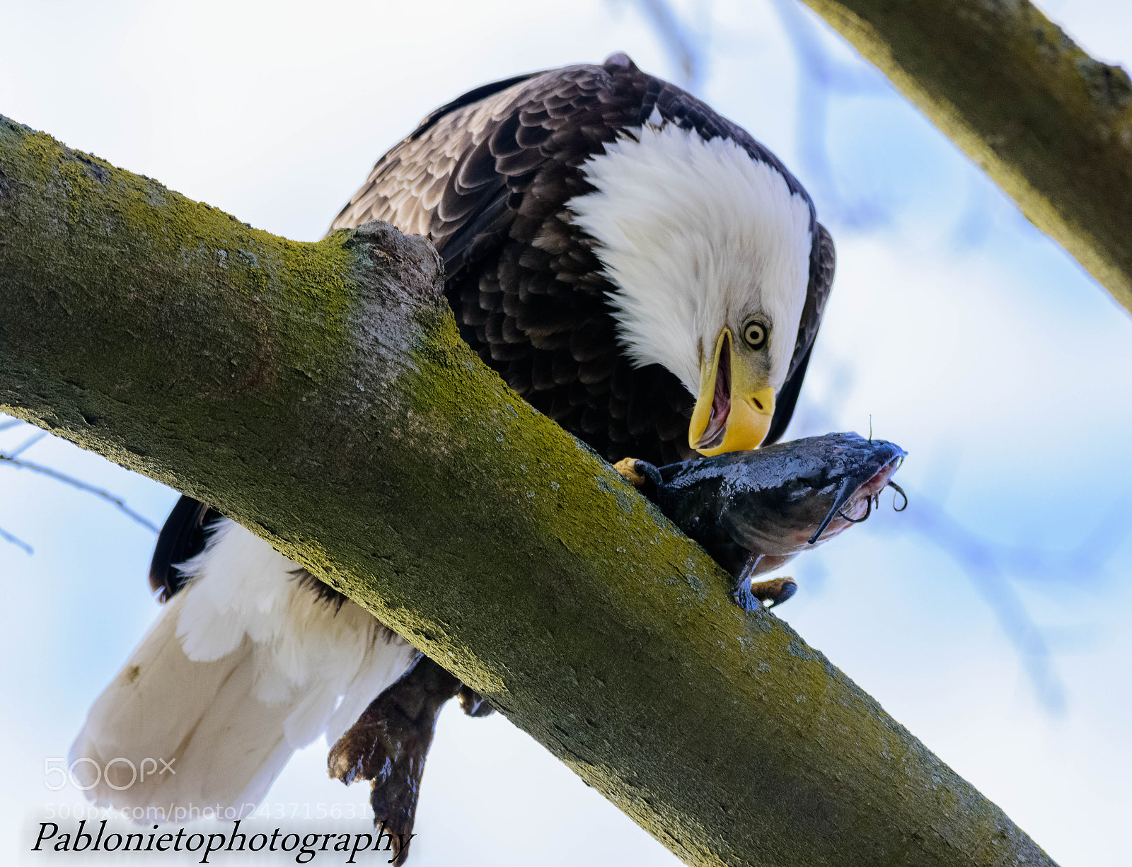 Nikon D7200 sample photo. Bald eagle photography