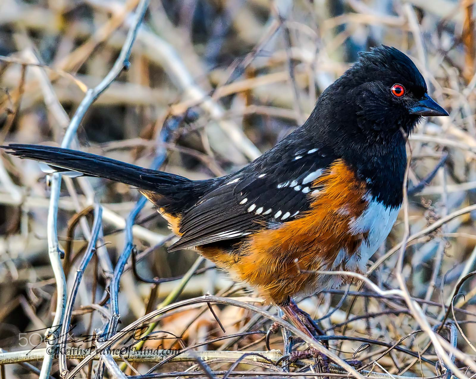 Canon EOS-1D X Mark II sample photo. Spotted towhee - sequim photography